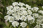 5dt45970 - Heracleum sphondylium