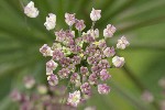 5dt45977 - Laserpitium latifolium