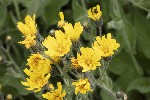 5dt45990 - Hieracium amplexicaule