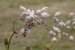 5dt45996 - Silene vulgaris