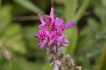 5dt46004 - Onobrychis montana