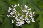 5dt46153 - Valeriana officinalis