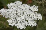5dt46162 - Heracleum sphondylium