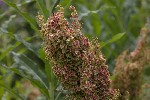 5dt46202 - Rumex alpinus