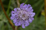 5dt46204 - Scabiosa lucida
