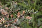 5dt46222 - Salix caesia