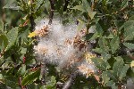 5dt46228 - Salix caesia