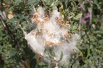 5dt46234 - Salix caesia