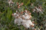 5dt46244 - Salix caesia