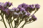 5dt46257 - Aceria achilleae