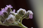 5dt46273 - Aceria achilleae