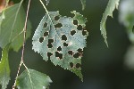 5dt46297 - Incurvaria pectinea
