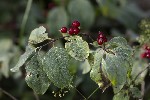 5dt46303 - Lonicera xylosteum