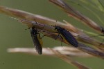 5dt46322 - Sciara sp.