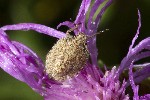 5dt46334 - Dolycoris baccarum