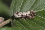 5dt46343 - Hedya salicella