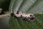 5dt46354 - Hedya salicella