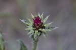 5dt46361 - Carduus nutans