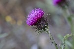 5dt46364 - Carduus nutans