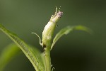 5dt46376 - Mompha sturnipennella