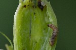 5dt46387 - Mompha sturnipennella