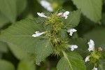 5dt46412 - Galeopsis tetrahit