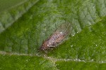 5dt46433 - Cacopsylla sp.