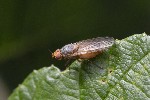 5dt46462 - Pherbellia sp.