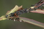 5dt46484 - Aphis farinosa