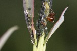 5dt46503 - Aphis farinosa