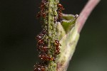 5dt46529 - Glyphina betulae