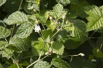 5dt46575 - Rubus caesus
