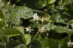 5dt46577 - Rubus caesus