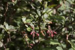 5dt46579 - Berberis vulgaris