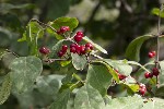 5dt46582 - Lonicera xylosteum