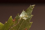 5dt46603 - Agromyza alnibetulae