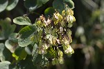 5dt46622 - Thalictrum aquilegiifolium