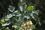5dt46623 - Thalictrum aquilegiifolium