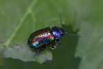 5dt46653 - Chrysolina fastuosa