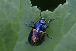 5dt46667 - Chrysolina fastuosa
