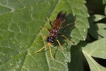 5dt46682 - Tenthredo campestris