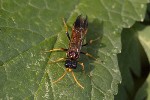 5dt46685 - Tenthredo campestris