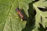 5dt46688 - Tenthredo campestris