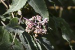 5dt46697 - Sambucus racemosa