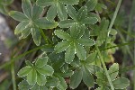 5dt46720 - Alchemilla alpina