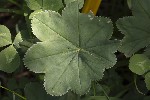 5dt46723 - Alchemilla xanthochlora