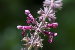 5dt46729 - Stachys sylvatica