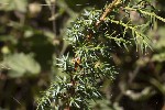 5dt46743 - Juniperus communis