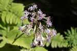 5dt46753 - Adenostyles alpina