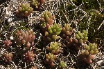 5dt46756 - Sedum album